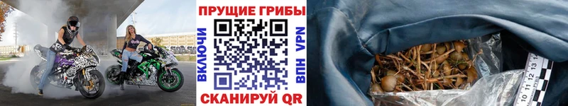 Галлюциногенные грибы прущие грибы  Купить закладки  Свирск 